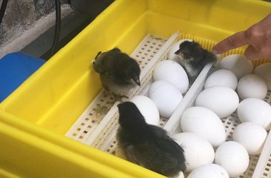 Egg Incubators